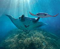 Reef Manta Ray (Manta alfredi) pair, Nusa Penida, 