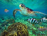 Green Sea Turtle (Chelonia mydas) and Sergeant Maj