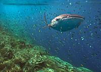 Whale Shark (Rhincodon typus) and reef fish, Phili