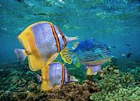 Butterflyfish (Chaetodon sp) group and male Horned