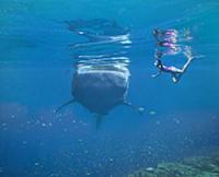 Whale Shark (Rhincodon typus) with swimmer, Oslob,