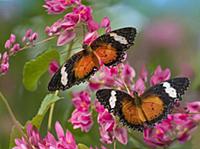 Malay Lacewing (Cethosia hypsea) butterflies, Indo