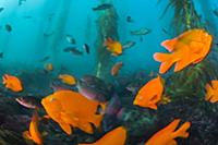 Garibaldi (Hypsypops rubicundus) school, San Diego