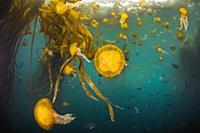 Pacific Sea Nettle (Chrysaora fuscescens) jellyfis