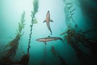 School Shark (Galeorhinus galeus) pair in kelp for