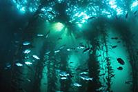 Blue Rockfish (Sebastes mystinus) school in kelp f