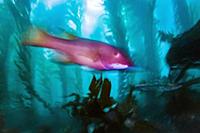 California Sheephead (Semicossyphus pulcher) femal