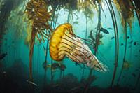 Pacific Sea Nettle (Chrysaora fuscescens) jellyfis