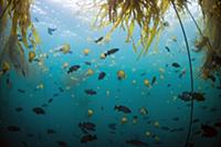 Pacific Sea Nettle (Chrysaora fuscescens) jellyfis