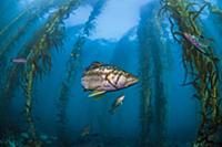 Kelp Bass (Paralabrax clathratus) group in kelp fo