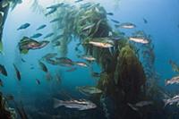 Kelp Bass (Paralabrax clathratus) school, San Dieg