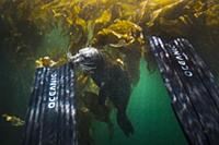 Harbor Seal (Phoca vitulina) biting scuba diver’s 