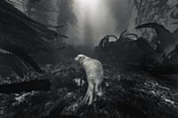 Harbor Seal (Phoca vitulina) in kelp forest, San D