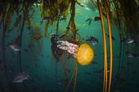 Pacific Sea Nettle (Chrysaora fuscescens) jellyfis