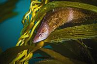 Giant Kelpfish (Heterostichus rostratus), San Dieg