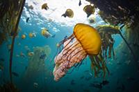 Pacific Sea Nettle (Chrysaora fuscescens) jellyfis