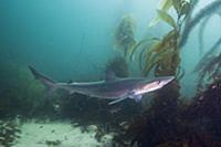 School Shark (Galeorhinus galeus), San Diego, Cali