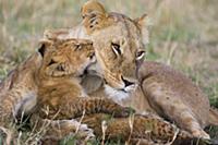 African Lion (Panthera leo) mother and young cubs,