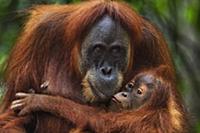 Sumatran Orangutan (Pongo abelii) twenty-four year