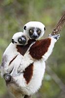 Coquerel’s Sifaka (Propithecus coquereli) mother w