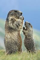 Alpine Marmot (Marmota marmota) parent feeding wit