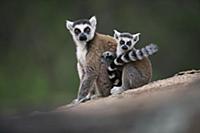 Ring-tailed Lemur (Lemur catta) mother and young, 