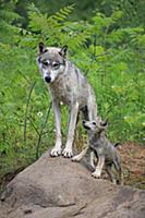 Wolf (Canis lupus) mother and pup, Minnesota Wildl