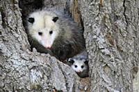 Virginia Opossum (Didelphis virginiana) mother and