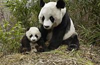 Giant Panda (Ailuropoda melanoleuca) mother and he