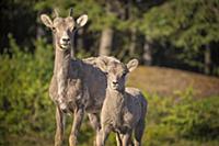 Bighorn Sheep (Ovis canadensis) mother and lamb, B