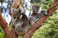 Koala (Phascolarctos cinereus) mother with joey in