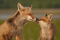 Red Fox (Vulpes vulpes) mother and pup nuzzling, B