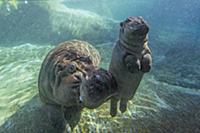 Hippopotamus (Hippopotamus amphibius) mother pushi