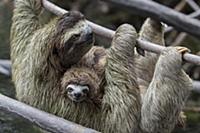 Pygmy Three-toed Sloth (Bradypus pygmaeus) mother 