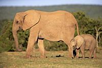 African Elephant (Loxodonta africana) mother and c