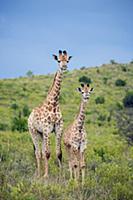 Northern Giraffe (Giraffa camelopardalis) mother a