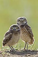 Burrowing Owl (Athene cunicularia) parent and owle