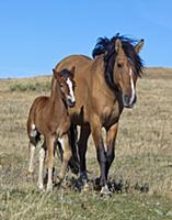 Mustang (Equus caballus) mother and foal, Oshoto, 