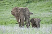 African Elephant (Loxodonta africana) mother and c