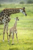 Northern Giraffe (Giraffa camelopardalis) mother a