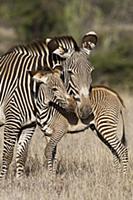 Grevy’s Zebra (Equus grevyi) mother and young foal