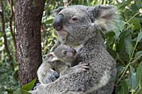 Koala (Phascolarctos cinereus) mother mother cuddl