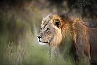 African Lion (Panthera leo) male, Kgalagadi Transf