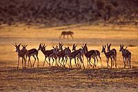 Springbok (Antidorcas marsupialis) group running f