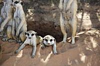 Meerkat (Suricata suricatta) group at burrow, Kgal