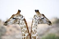 Northern Giraffe (Giraffa camelopardalis) pair, Kg