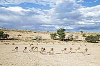 Springbok (Antidorcas marsupialis) herd grazing in