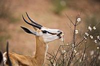 Springbok (Antidorcas marsupialis) female eating f