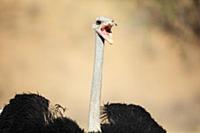 Ostrich (Struthio camelus) male calling, Kgalagadi