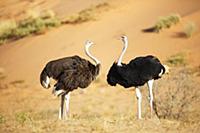 Ostrich (Struthio camelus) female and male, Kgalag